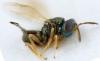 Atrichomalus trianellatus